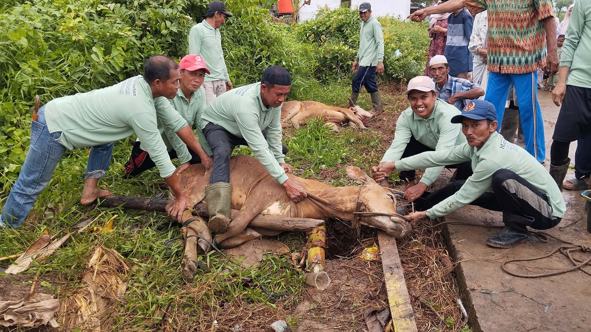 Penyembelihan dan Pembagian Hewan Qurban Berjalan Lancar di Desa Pemusiran